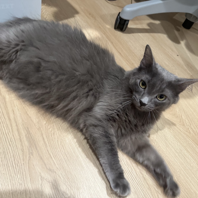 Loving Reliable Cat Sitter - La