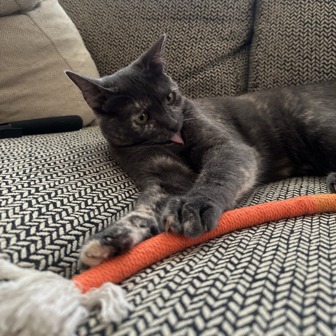 Loving Reliable Cat Sitter - La