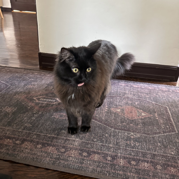 Loving Reliable Cat Sitter - La photo 2