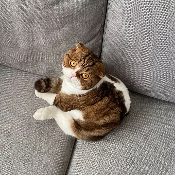 Top-Rated Cat Sitter W 100 Sits