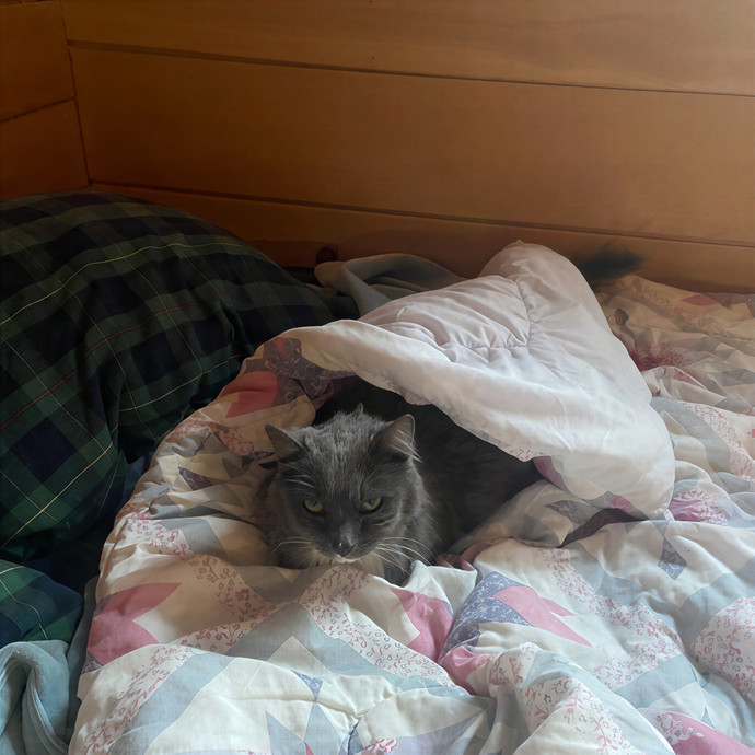 Top-Rated Cat Sitter W 100 Sits