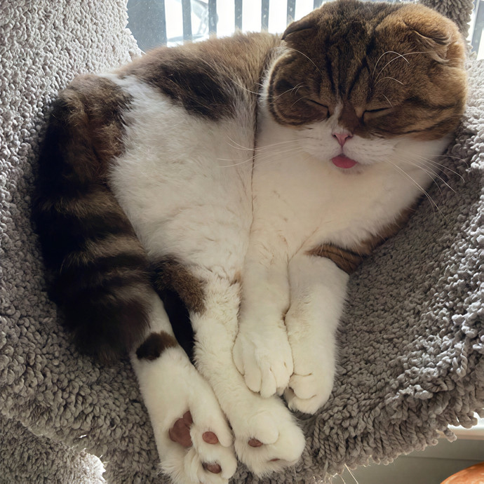 Top-Rated Cat Sitter W 100 Sits