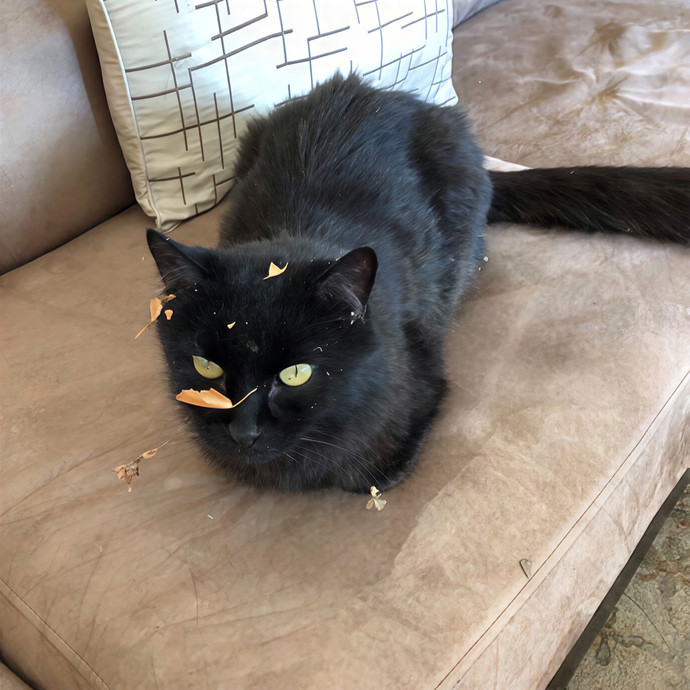 Top-Rated Cat Sitter W 100 Sits