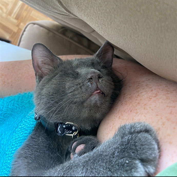 Top-Rated Cat Sitter W 100 Sits