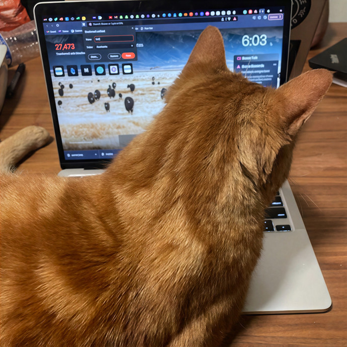 Top-Rated Cat Sitter W 100 Sits photo 3