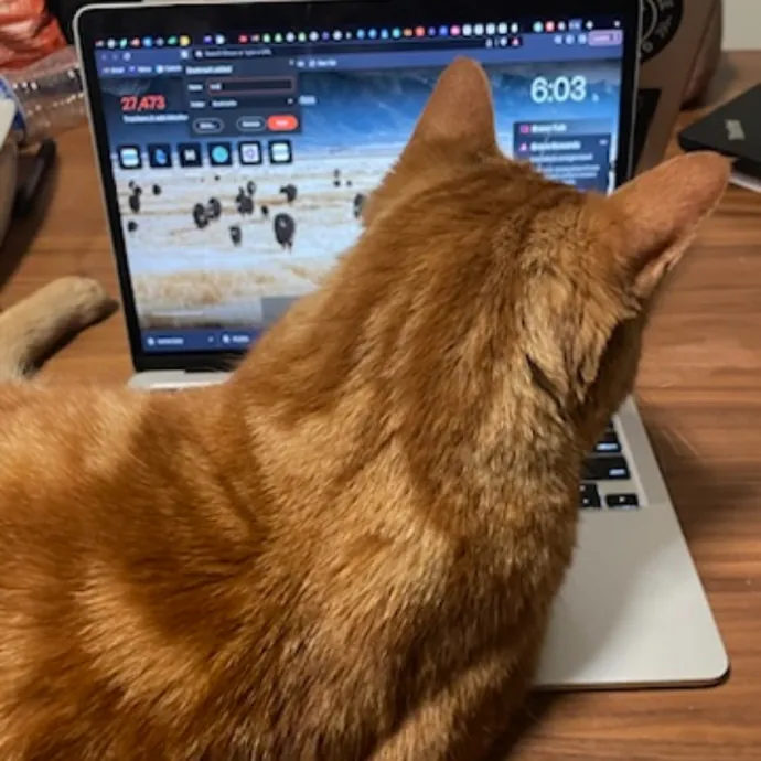 Megan's Purr-Fect Cat Care  10 Years Of Experience photo 3