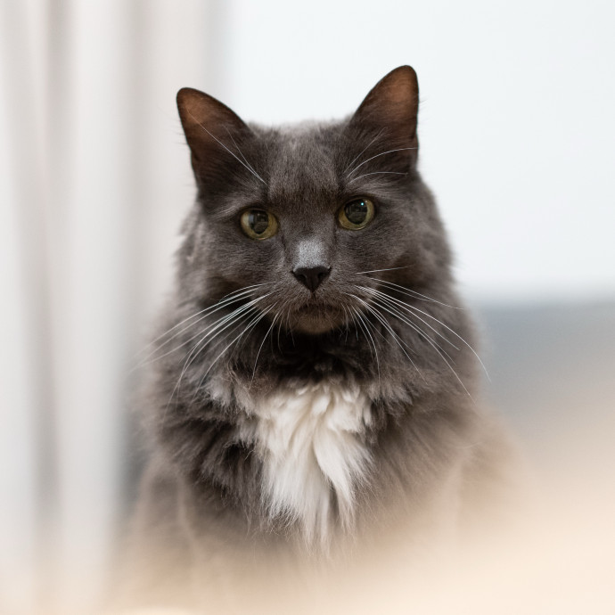 Rockin' Robin's Cat Nest