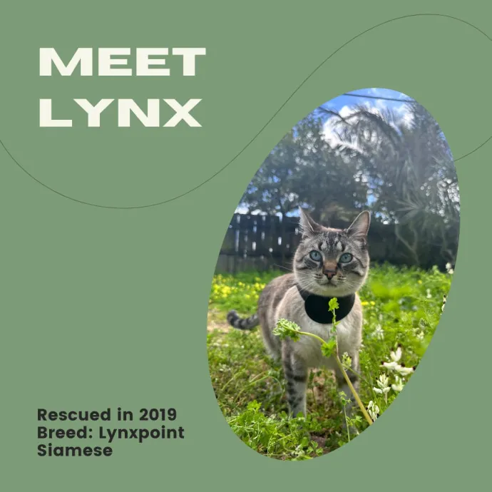 Melissa's Meowtel Of Furtastic Fun