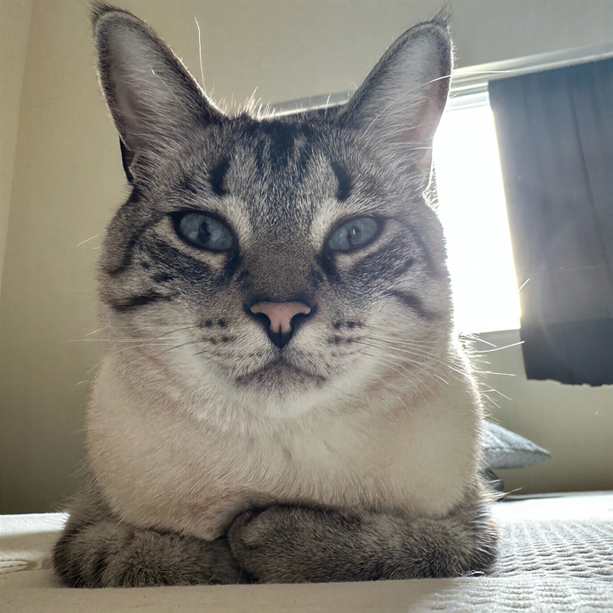Melissa's Meowtel Of Furtastic Fun