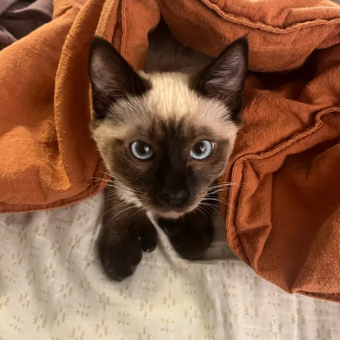 Abby's Feline Friends