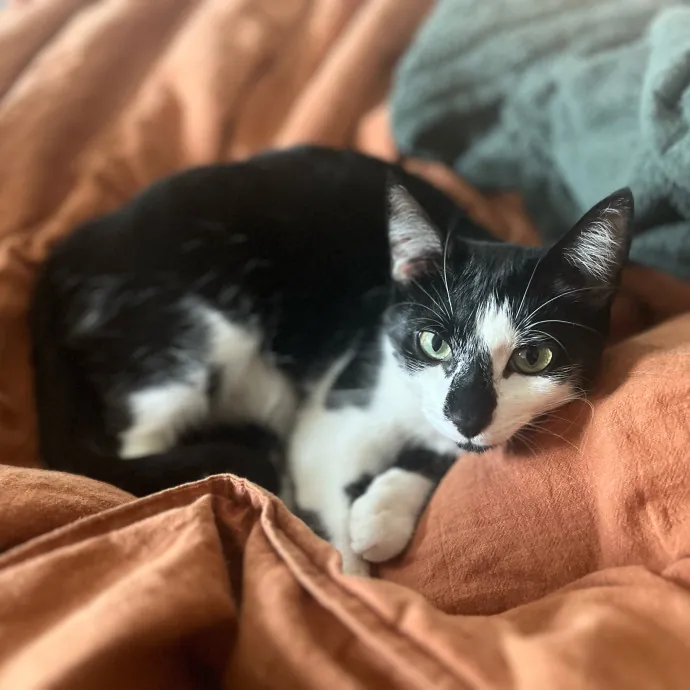 Abby's Feline Friends