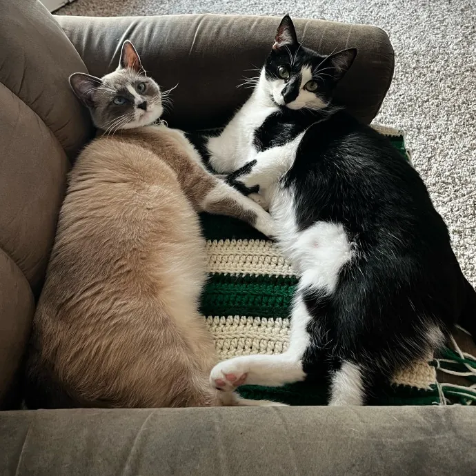 Abby's Feline Friends