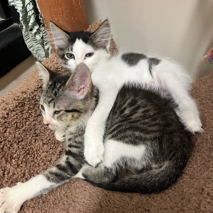 Abby's Feline Friends