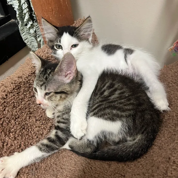 Abby's Feline Friends