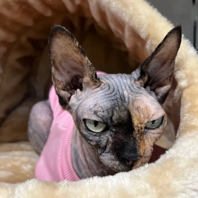 Abby's Feline Friends