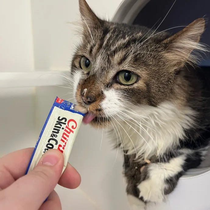 Abby's Feline Friends