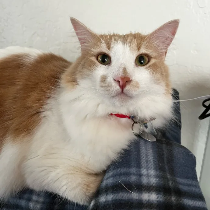 Abby's Feline Friends