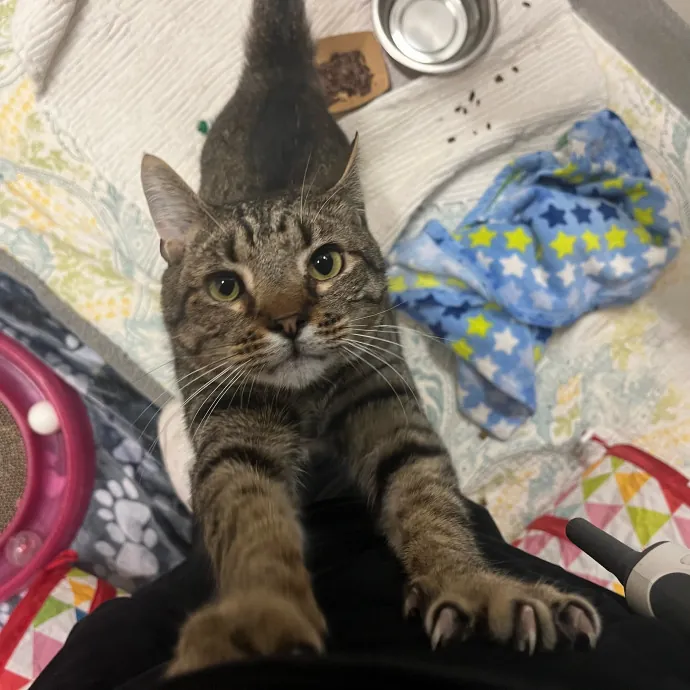 Abby's Feline Friends