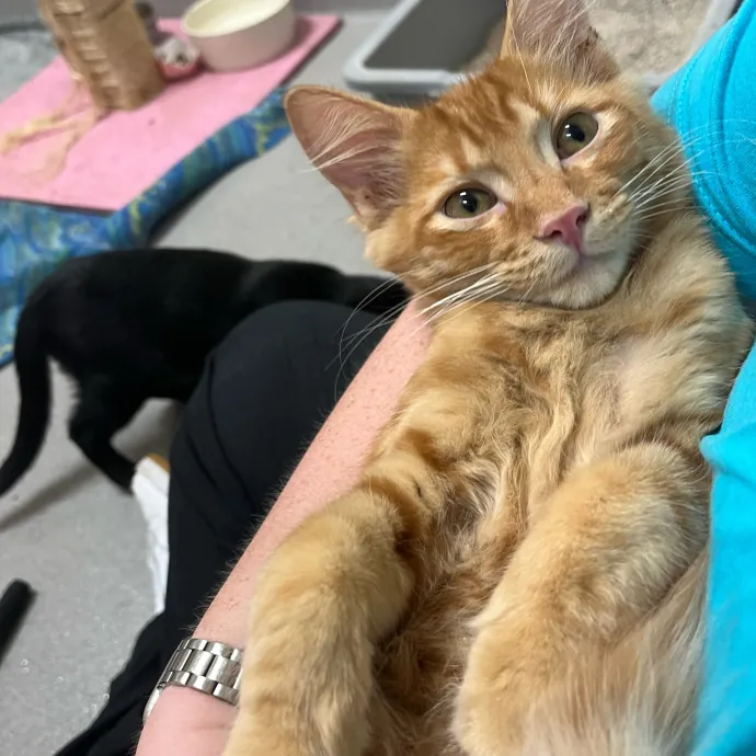 Abby's Feline Friends photo 4