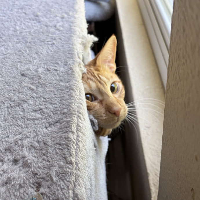 Abby's Feline Friends