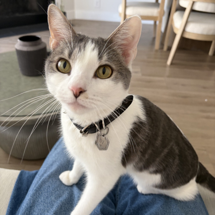 Abby's Feline Friends photo 2