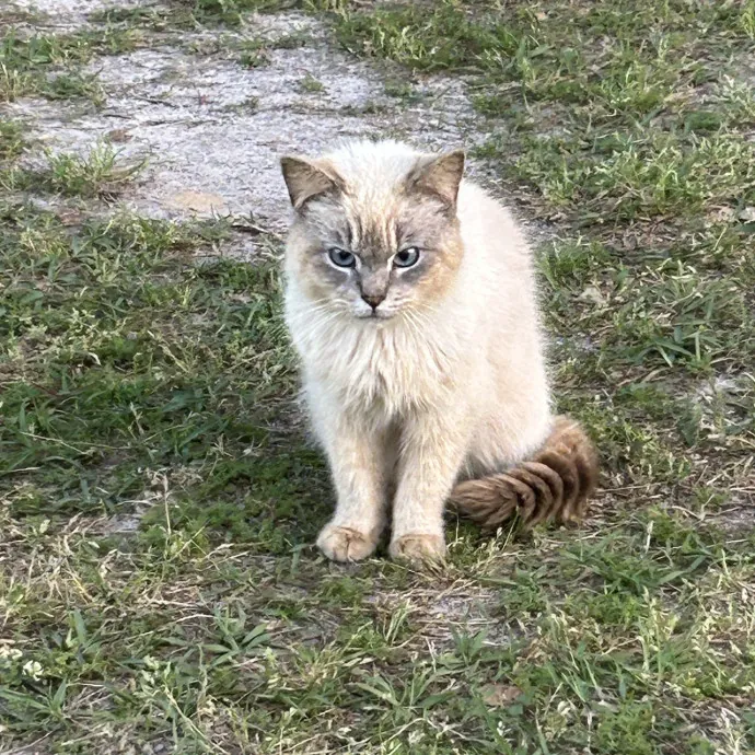 Cat Watcher Happy Cat Happy Life