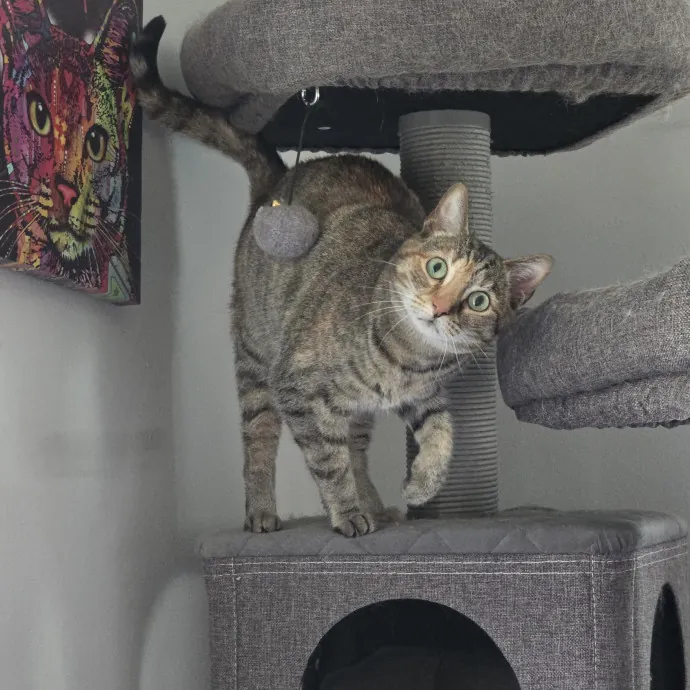 Fear-Free Feline Friend