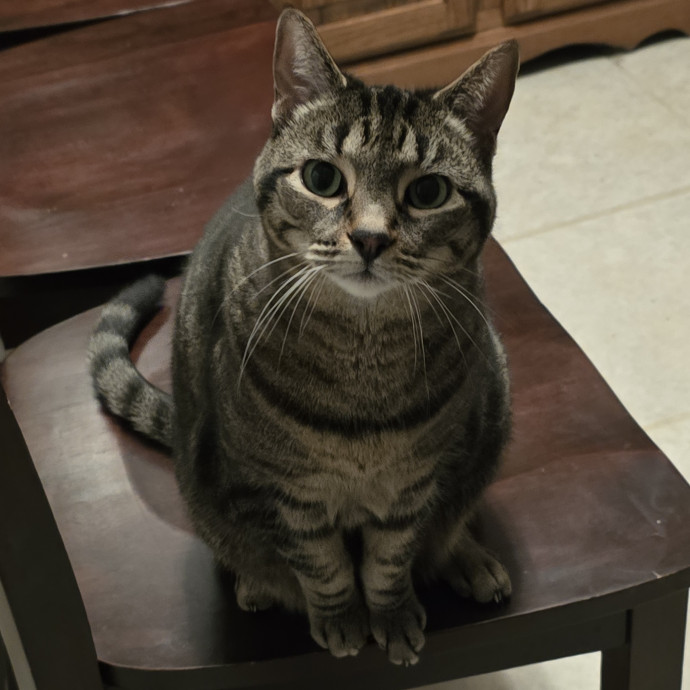 Fear-Free Feline Friend