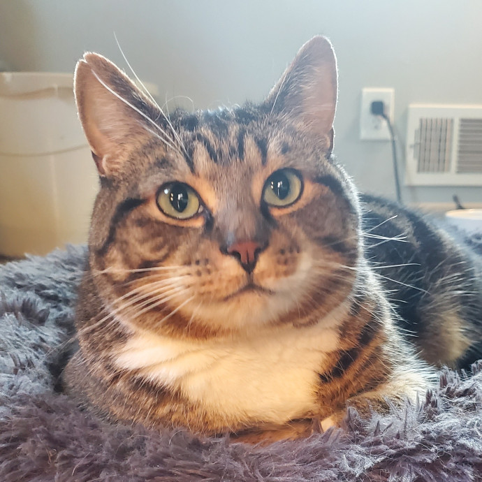 Fear-Free Feline Friend
