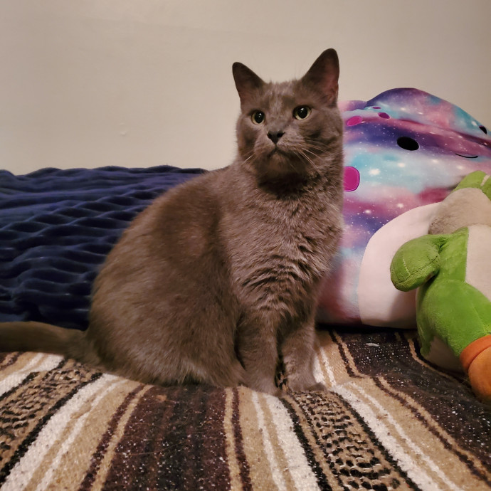 Fear-Free Feline Friend