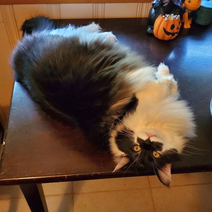 Fear-Free Feline Friend photo 3
