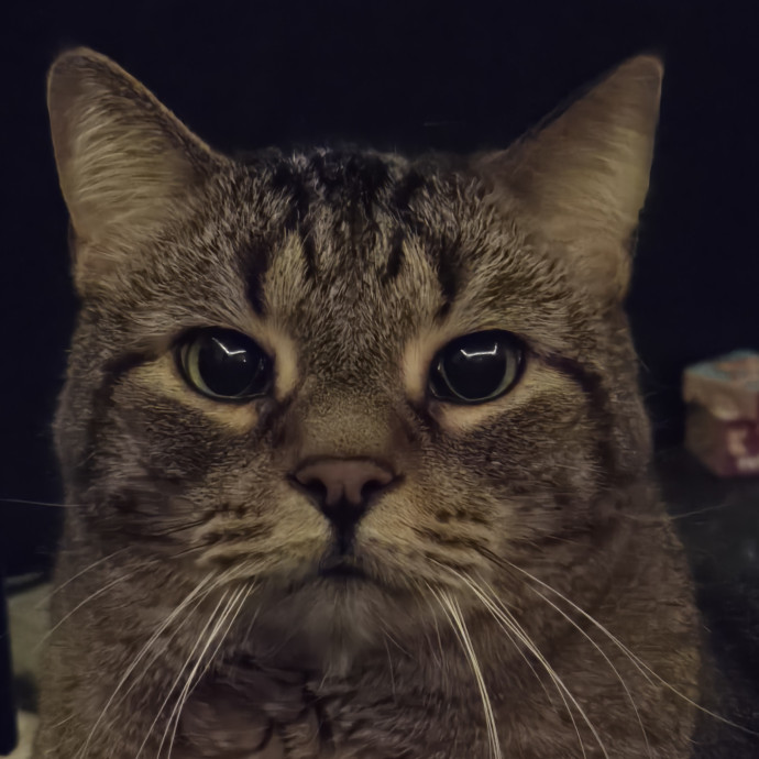 Fear-Free Feline Friend photo 2