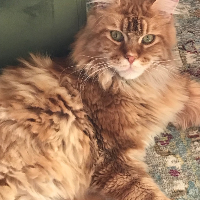 Evelyn's Troy Cat Sitting  Catopia