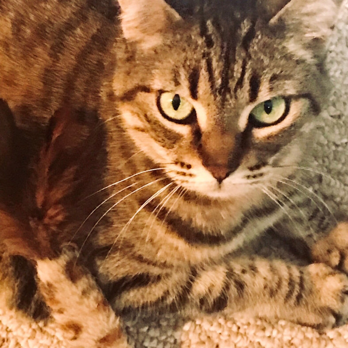 Evelyn's Troy Cat Sitting  Catopia