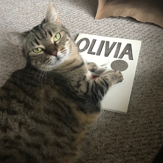 Evelyn's Troy Cat Sitting  Catopia