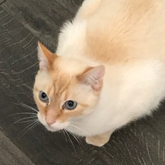 Evelyn's Troy Cat Sitting  Catopia