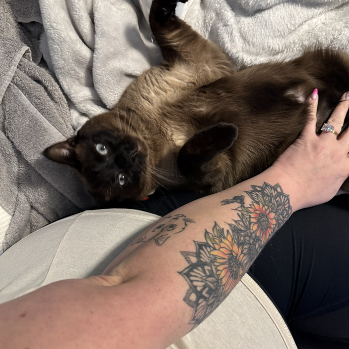 Journey Of A Crazy Cat Lady
