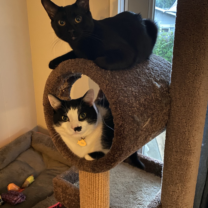 Journey Of A Crazy Cat Lady