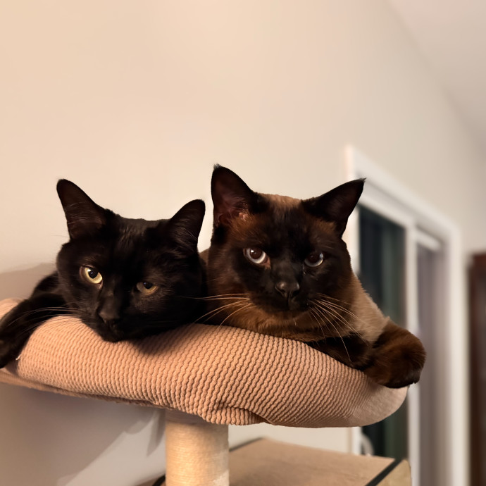 Journey Of A Crazy Cat Lady