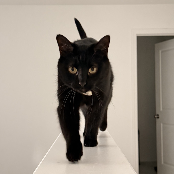 Journey Of A Crazy Cat Lady photo 3