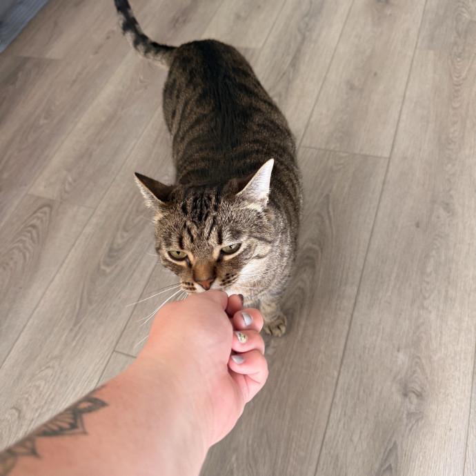 Journey Of A Crazy Cat Lady photo 2