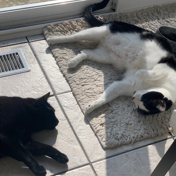 Gabby The Feline Fanatic