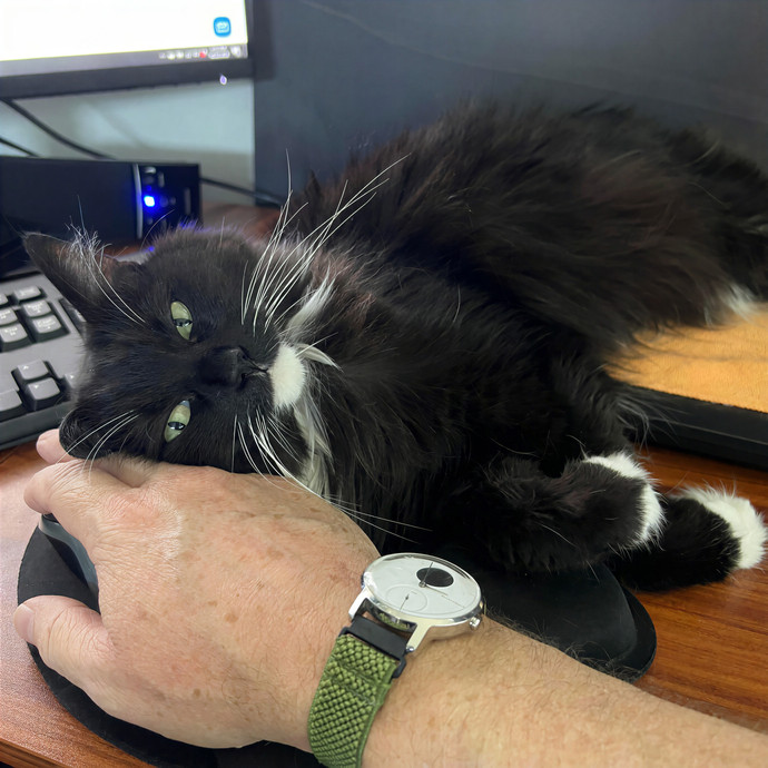 Gabby The Feline Fanatic
