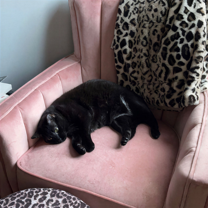 Gabby The Feline Fanatic
