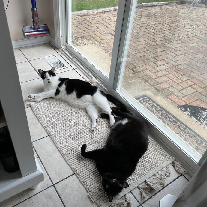 Gabby The Feline Fanatic