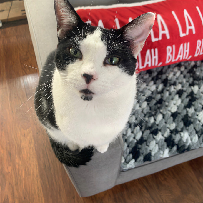 Gabby The Feline Fanatic