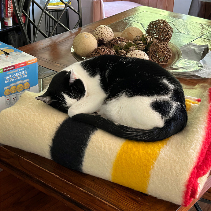 Gabby The Feline Fanatic