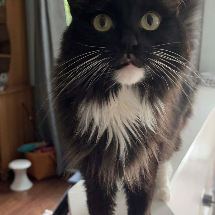 Gabby The Feline Fanatic
