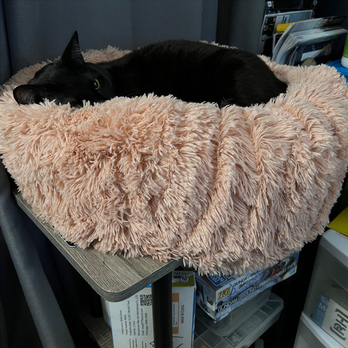 Gabby The Feline Fanatic