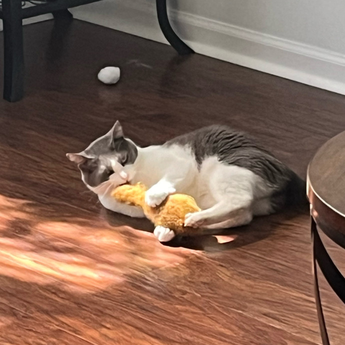 Gabby The Feline Fanatic